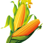 Coshoom -Types of corn in india,Corn in india price Corn in india pdf Corn in india wikipedia maize production in india major maize-producing states in india class 10 corn production in india state wise what is maize used for