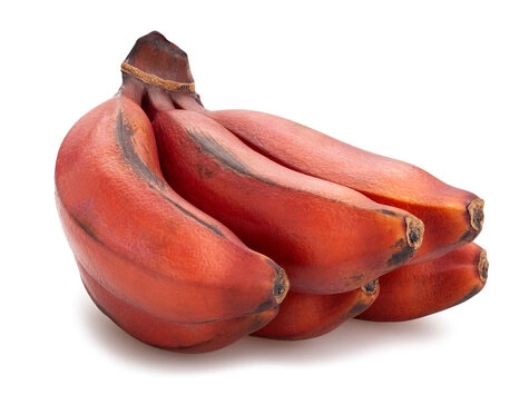 Coshoom Red banana benefits red banana weight loss or gain red banana name red banana side effects red banana benefits for male red banana benefits for female Red banana nutrition Red banana in india