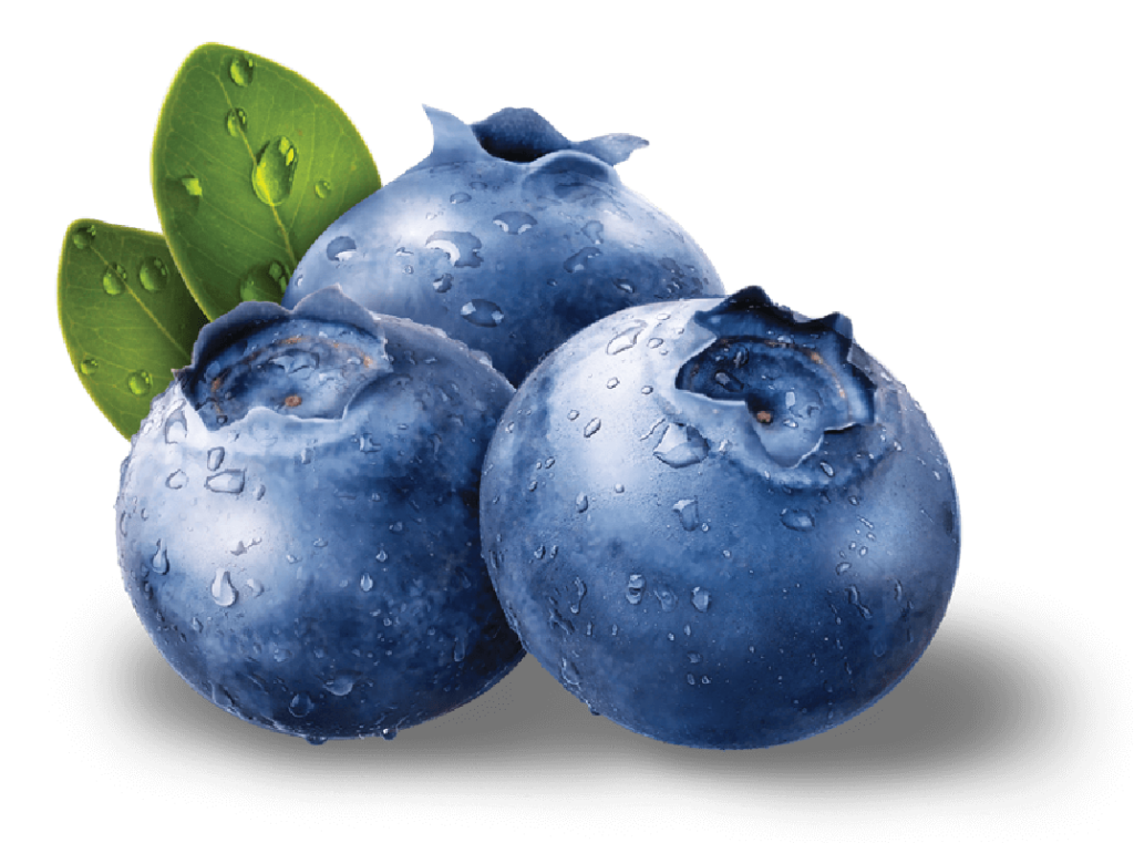 Coshoom - blueberry facebook blueberry in hindi name blueberry in hindi blueberry in india blueberry benefits blueberry tree blueberry benefits for male blueberry vitamins