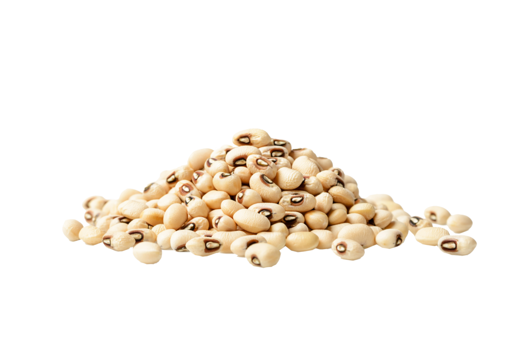 Coshoom cowpea origin cowpea family cowpea seeds cowpea common name cowpea chromosome number cowpea uses cowpea scientific name and family cowpea variety